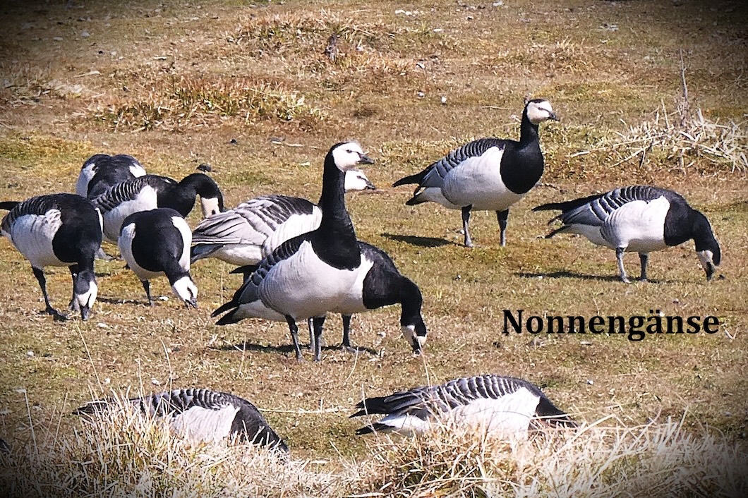 kein Foto vorhanden